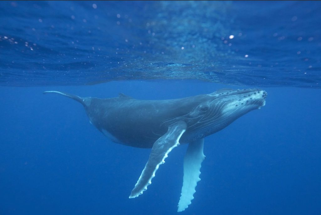 humpback whale
