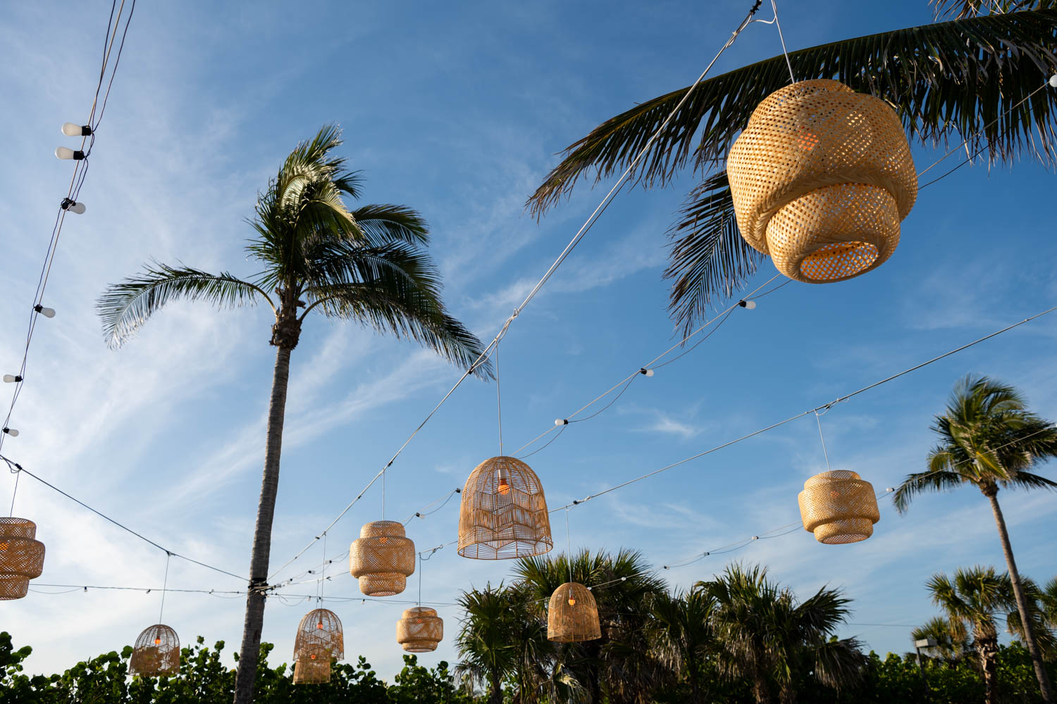 lanterns strung across palm trees and a blue sky