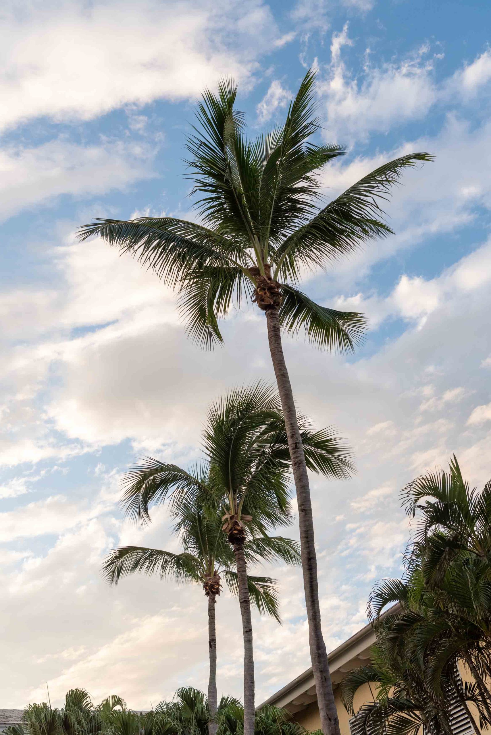 coconut trees and the sky